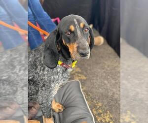 Bluetick Coonhound Dogs for adoption in Lewistown, PA, USA