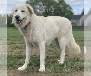 Great Pyrenees-Unknown Mix Dogs for adoption in Bandera, TX, USA