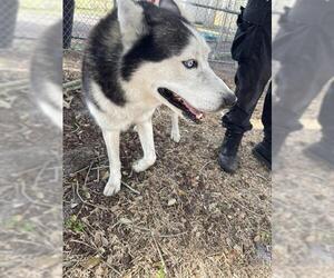 Siberian Husky Dogs for adoption in St. Cloud, FL, USA