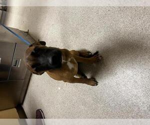 Mutt Dogs for adoption in Riverside, CA, USA