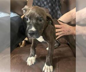 American Pit Bull Terrier Dogs for adoption in Houston, TX, USA