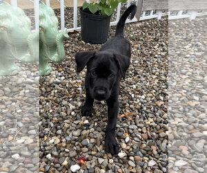 Labrador Retriever-Unknown Mix Dogs for adoption in Oakhurst, NJ, USA
