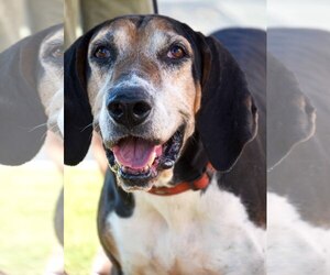 English Foxhound Dogs for adoption in Cumming, GA, USA