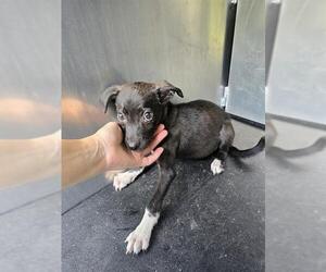 Rat Terrier-Unknown Mix Dogs for adoption in Conroe, TX, USA