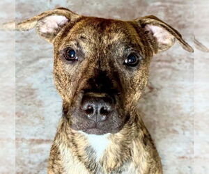 Boxer-Unknown Mix Dogs for adoption in Oakland Park, FL, USA