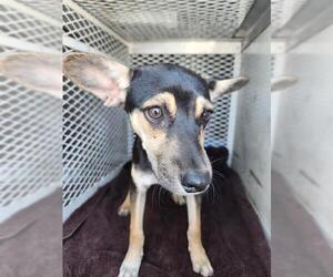 Chihuahua Dogs for adoption in Bakersfield, CA, USA