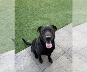 Labrador Retriever-Unknown Mix Dogs for adoption in Incline Village, NV, USA