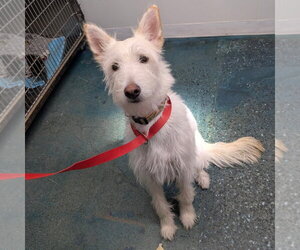 Mutt Dogs for adoption in Chico, CA, USA