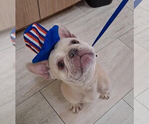 French Bulldog Dogs for adoption in Pompano Beach , FL, USA