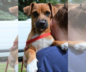 Dachshund Dogs for adoption in Arlington, WA, USA