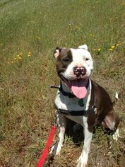 American Bulldog-Unknown Mix Dogs for adoption in Petaluma, CA, USA