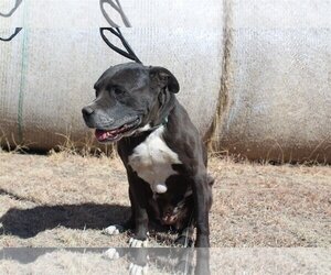 Boxador Dogs for adoption in Great Bend, KS, USA