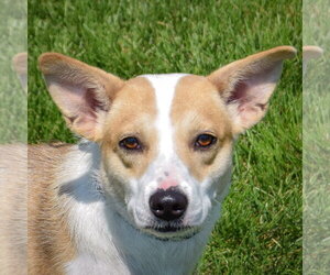 Border Collie-Unknown Mix Dogs for adoption in Huntley, IL, USA