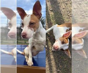 Mutt Dogs for adoption in San Antonio, TX, USA