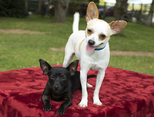 Chihuahua Dogs for adoption in Santa Fe, TX, USA