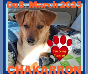 Doxle Dogs for adoption in Sebec, ME, USA