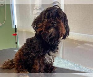 Maltipoo Dogs for adoption in Orange, CA, USA