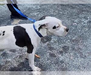 American Staffordshire Terrier Dogs for adoption in Fort Lauderdale, FL, USA