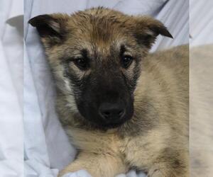 Mutt Dogs for adoption in Thief River Falls, MN, USA