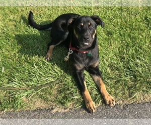Rottweiler-Unknown Mix Dogs for adoption in Jarrettsville, MD, USA