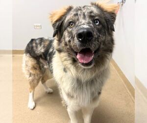 Australian Shepherd Dogs for adoption in Aurora, CO, USA