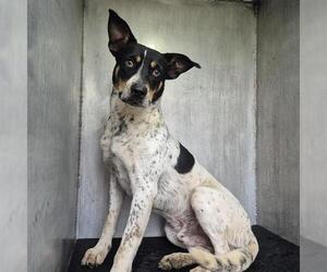 Mutt Dogs for adoption in San Antonio, TX, USA