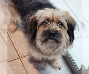 Mutt Dogs for adoption in Walnutport, PA, USA