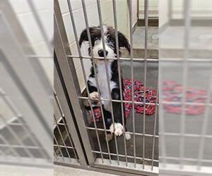 Mutt Dogs for adoption in Upland, CA, USA