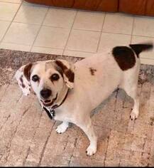 Jack Russell Terrier Dogs for adoption in Tampa, FL, USA
