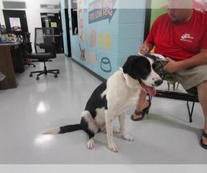 Border Collie-Unknown Mix Dogs for adoption in Temple, TX, USA