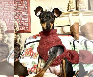 Miniature Pinscher Dogs for adoption in Sioux Falls, SD, USA
