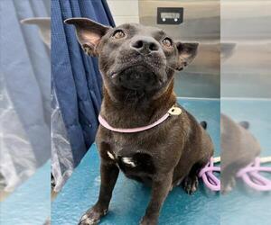 Labrador Retriever-Unknown Mix Dogs for adoption in Mobile, AL, USA