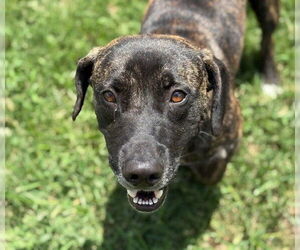 American Pit Bull Terrier Dogs for adoption in Tulsa, OK, USA