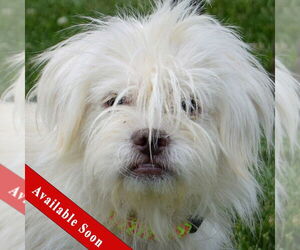 Shih Tzu Dogs for adoption in Huntley, IL, USA