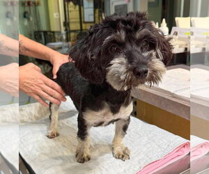 Poodle (Miniature)-Unknown Mix Dogs for adoption in Benton, LA, USA