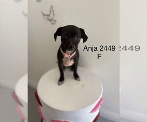 Chihuahua-Unknown Mix Dogs for adoption in Studio City, CA, USA