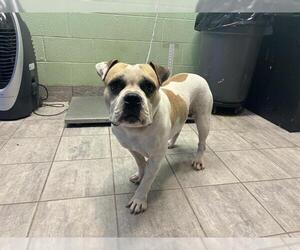 American Staffordshire Terrier-Unknown Mix Dogs for adoption in Grand Prairie, TX, USA