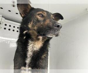 Mutt Dogs for adoption in Stockton, CA, USA