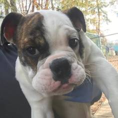 Bulldog Dogs for adoption in Matawan, NJ, USA