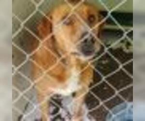 Labrador Retriever Dogs for adoption in Zanesville, OH, USA