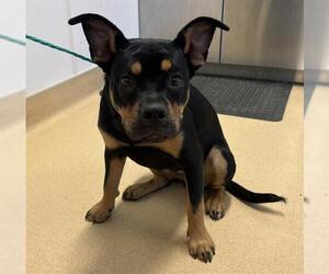 French Bulldog-Rottweiler Mix Dogs for adoption in Placerville, CA, USA