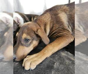 Labrador Retriever-Unknown Mix Dogs for adoption in San Antonio, TX, USA