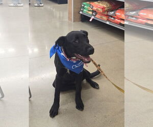 Mutt Dogs for adoption in Rosenberg, TX, USA