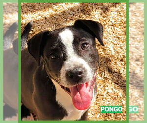 Borador Dogs for adoption in Granbury, TX, USA