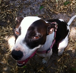 American Staffordshire Terrier-Boxer Mix Dogs for adoption in Tampa, FL, USA