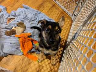 German Shepherd Dog Dogs for adoption in Wenonah, NJ, USA