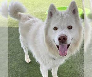 Siberian Husky Dogs for adoption in Camarillo, CA, USA