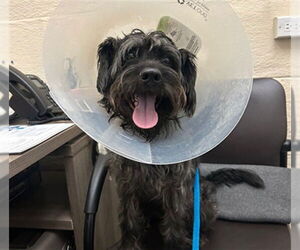 Mutt Dogs for adoption in Pasadena, CA, USA