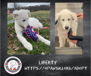 Great Pyrenees Dogs for adoption in Newfield, NJ, USA