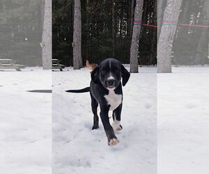 Australian Shepherd-Unknown Mix Dogs for adoption in New London, WI, USA